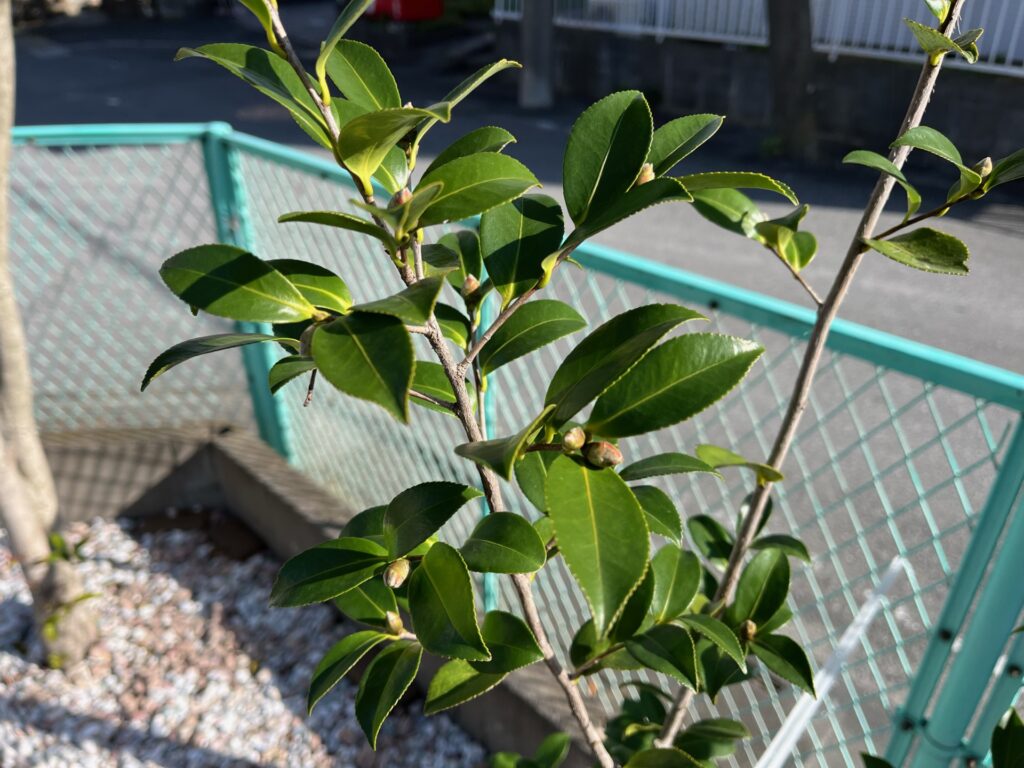 前に植えたサザンカです。花芽が付きました！