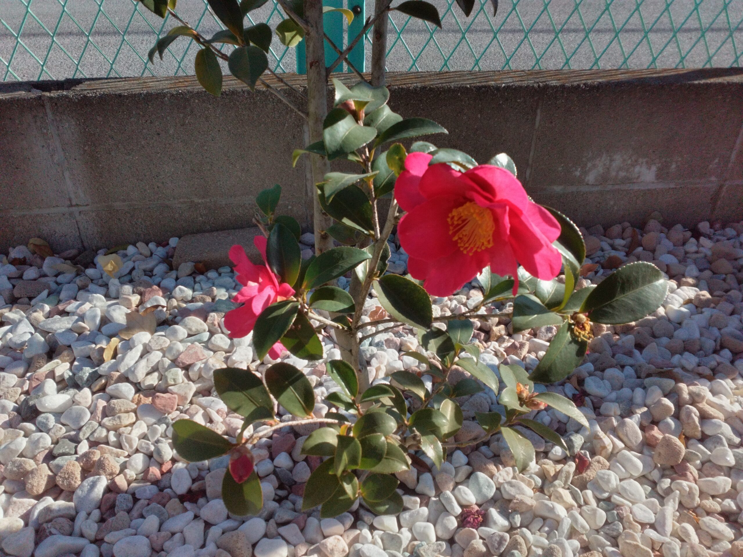 山茶花です。やっと咲きました。