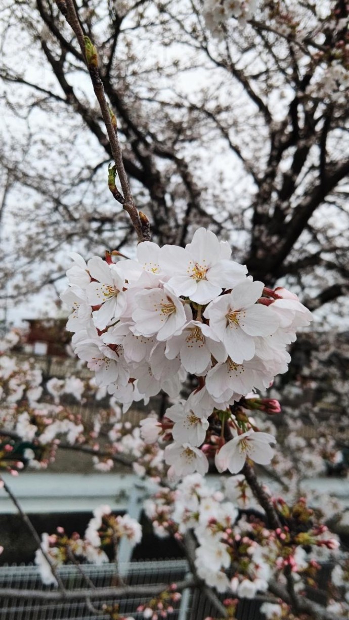 桜